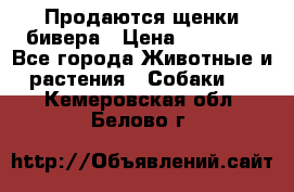 Продаются щенки бивера › Цена ­ 25 000 - Все города Животные и растения » Собаки   . Кемеровская обл.,Белово г.